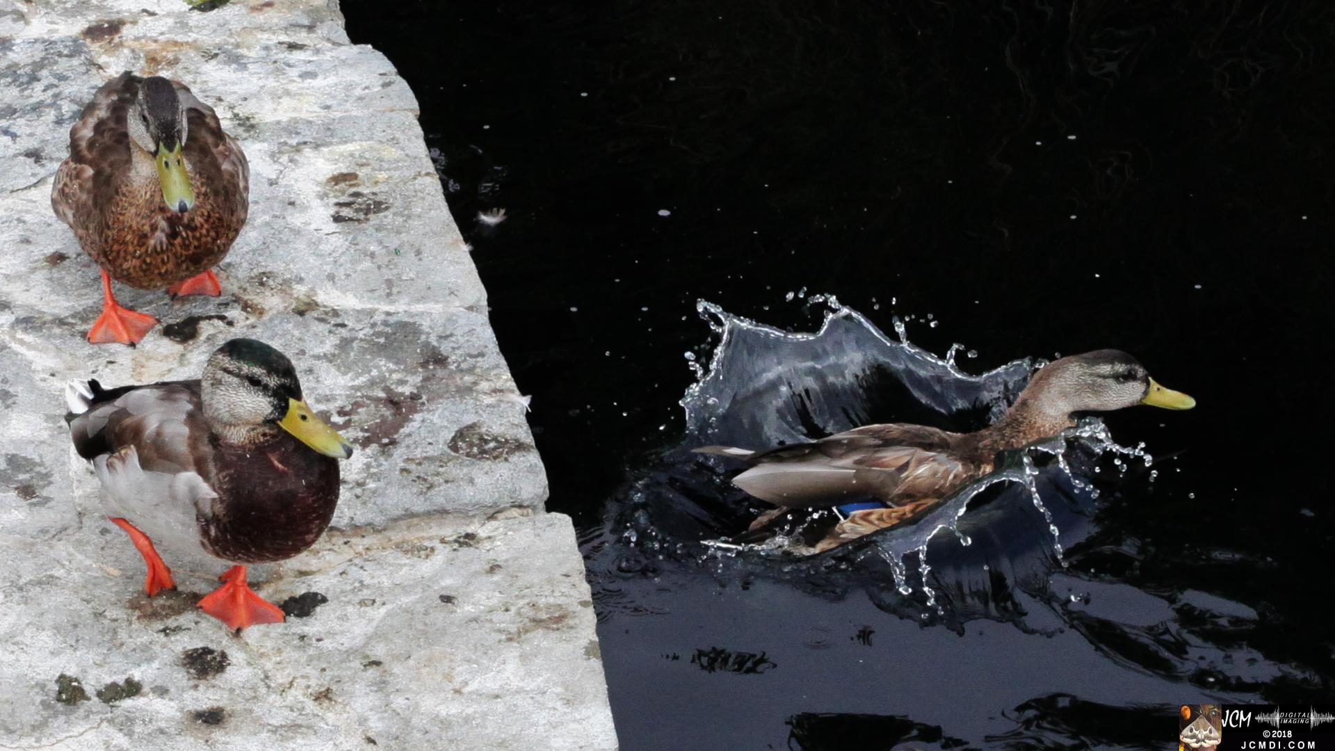 A Duck Splashdown at Bridgeport in Saugus, CA